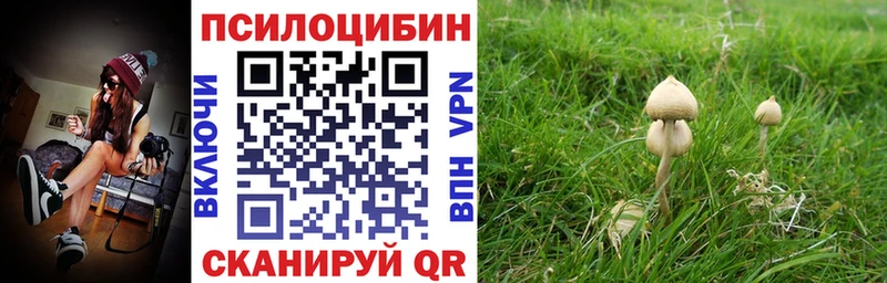 кракен как зайти  Кущёвская  Галлюциногенные грибы Psilocybe 